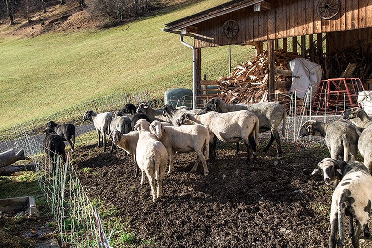 Sheep Haus Oberlantal, Berchtesgaden, Germany