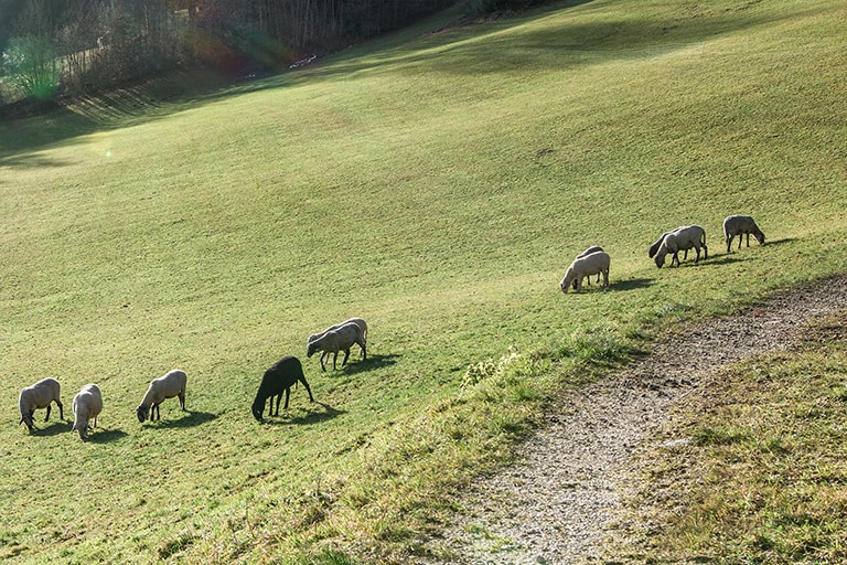 Surrounding Berchtesgaden Airbnb, Germany