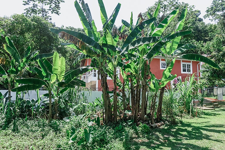 Polish Princess Guesthouse, Fairy Hill, Port Antonio, Jamaica