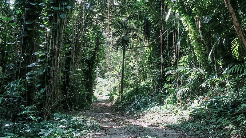 Lush greenery, Port Antonio, Portland, Jamaica