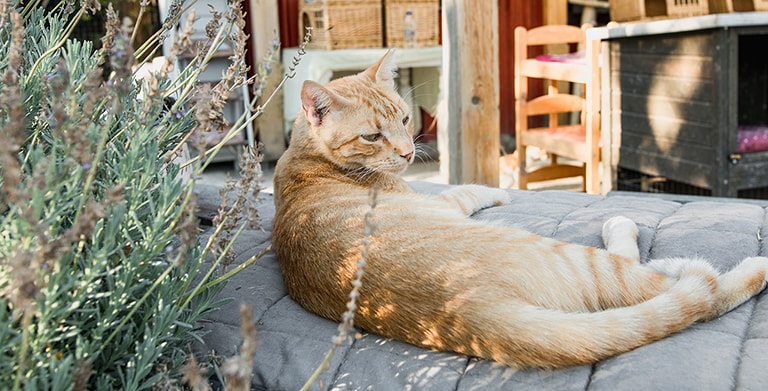 Samos Cat Rescue, Samos, Greece