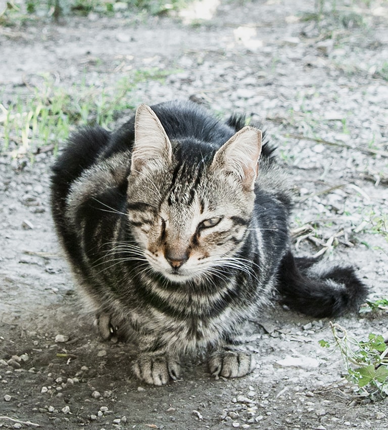 One-eyed cat in Samos Cat Rescue, Samos, Greece