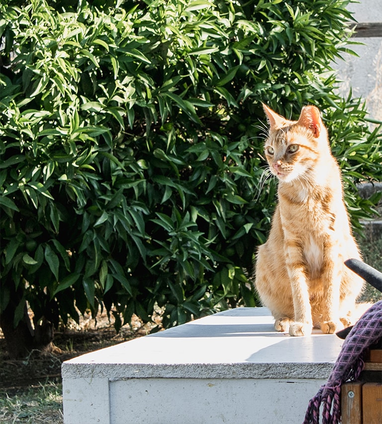 Cat with clip in ear in Samos Cat Rescue, Samos, Greece