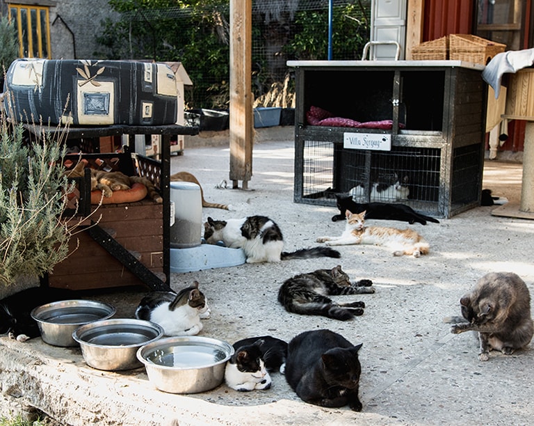 Samos Cat Rescue, Samos, Greece