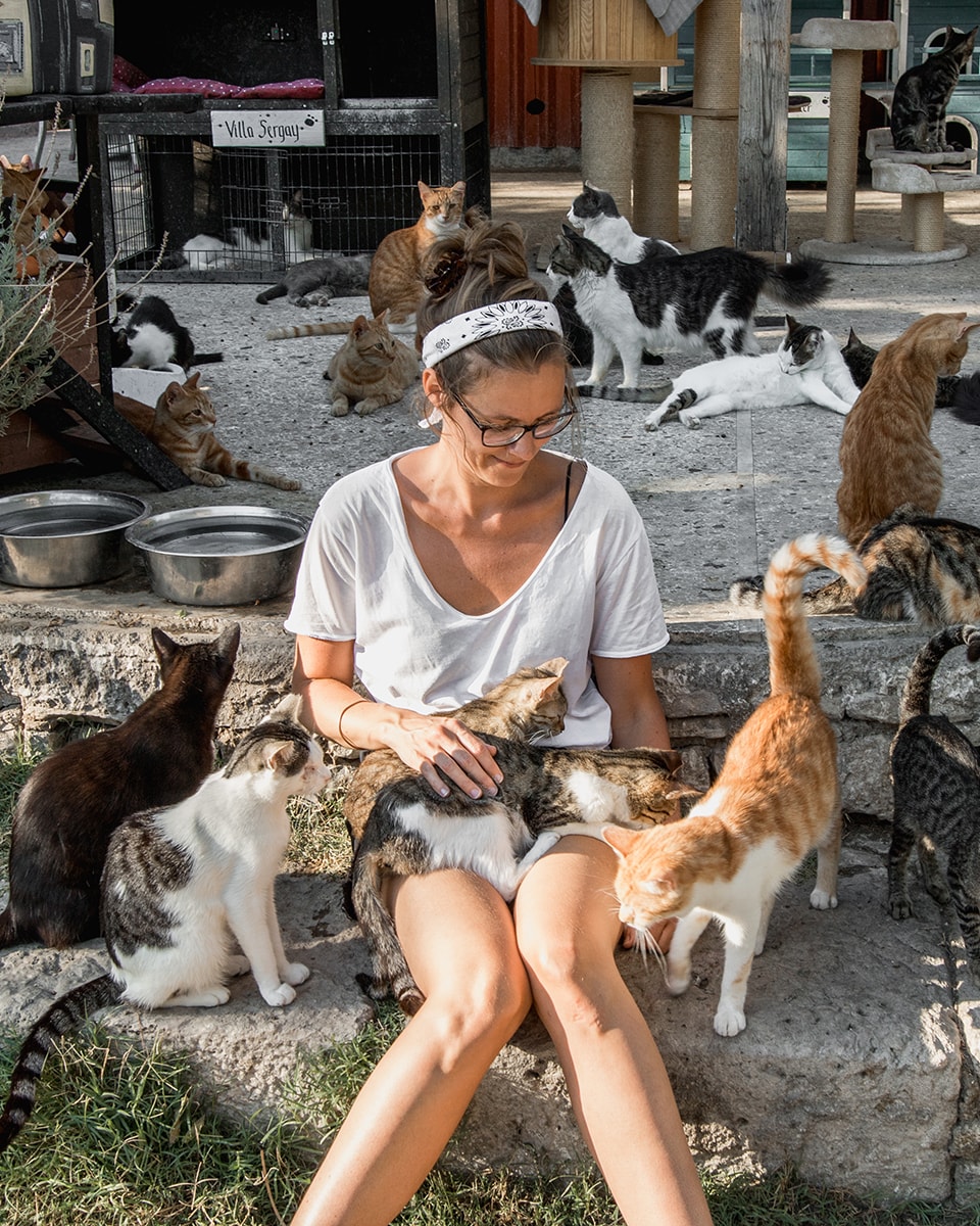 Samos Cat Rescue: enjoy a day hugging stray cats