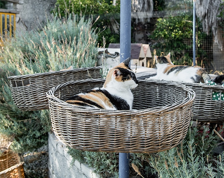 Samos Cat Rescue, Samos, Greece