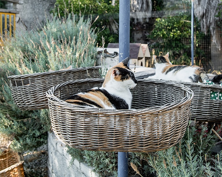 Samos Cat Rescue, Samos, Greece