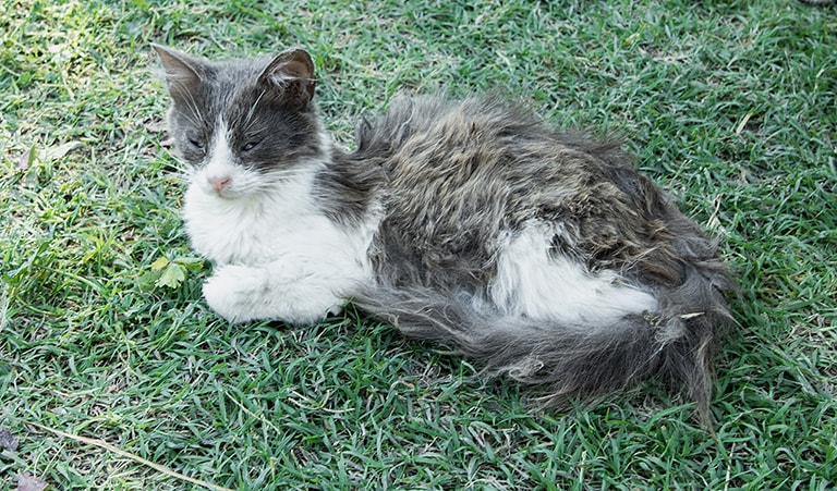 Rescued cat recovering in Samos cat shelter, Samos, Greece