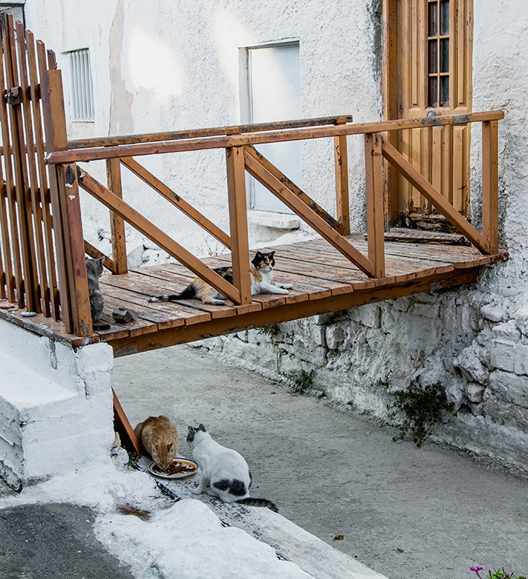 Stray cats in Kambos, Samos, Greece