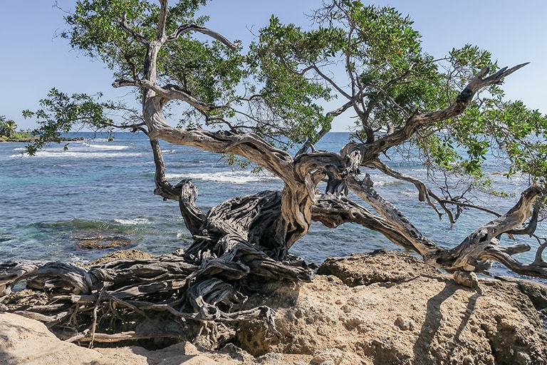 Coast Treasure Beach, Jamaica, Jamaica