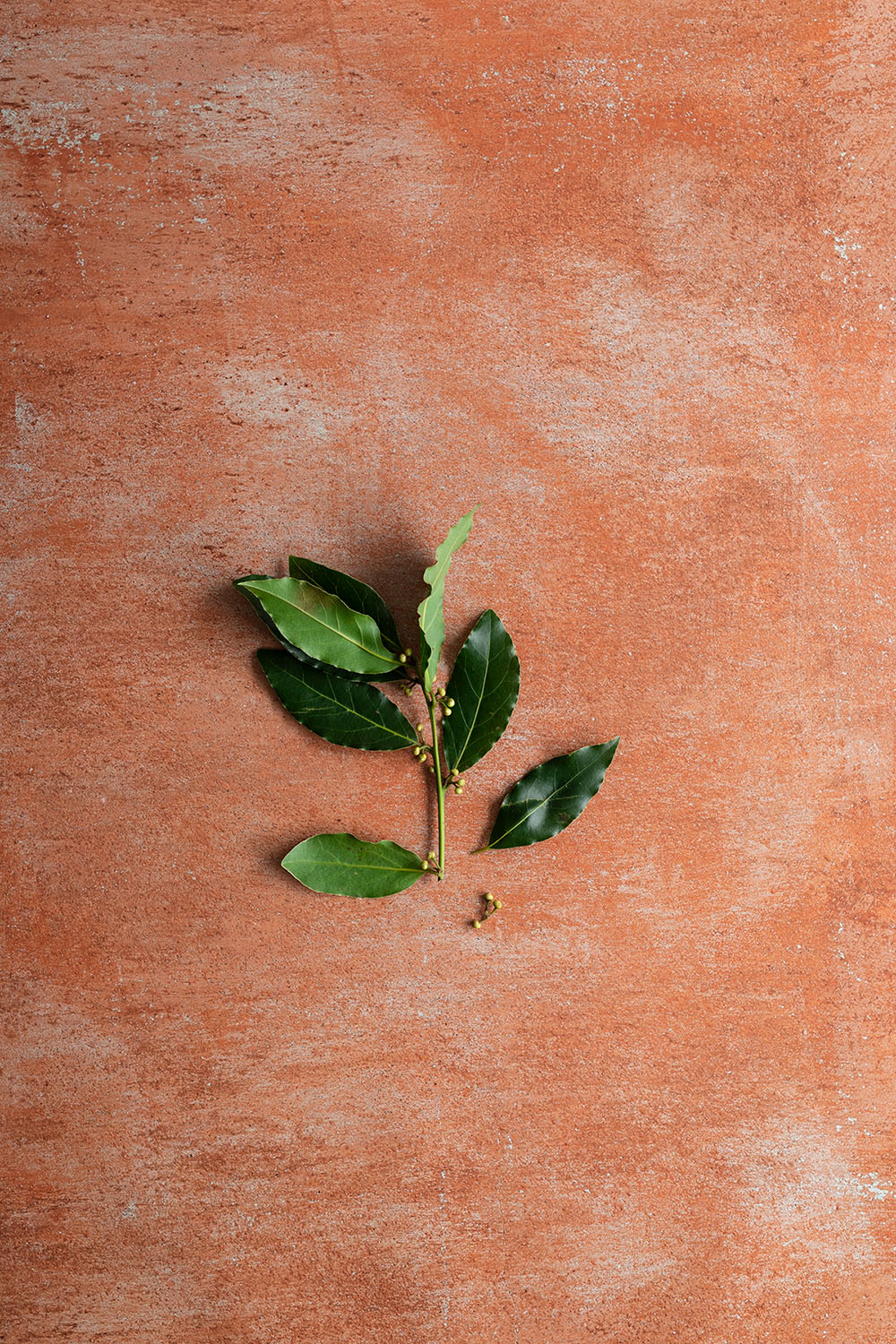 Terracotta concrete background for food & product photography