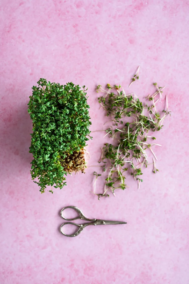 Pink backdrop ‘lollypop pink’ with soft texture, ideal for food photography