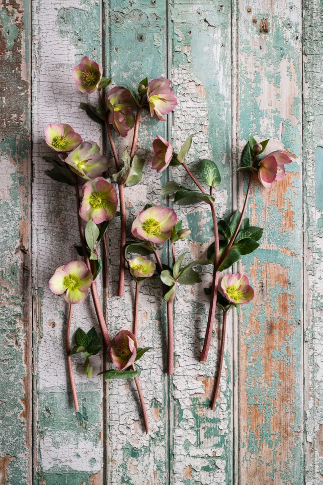Mint textured wood vinyl food and product photography backdrop