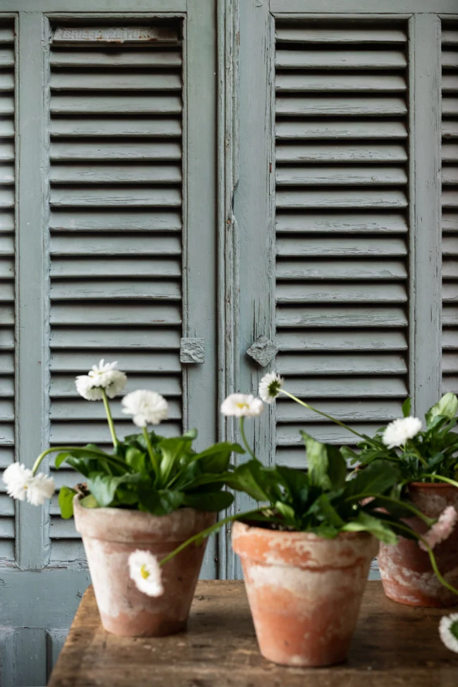 Mint shutters background for food and product video & photography