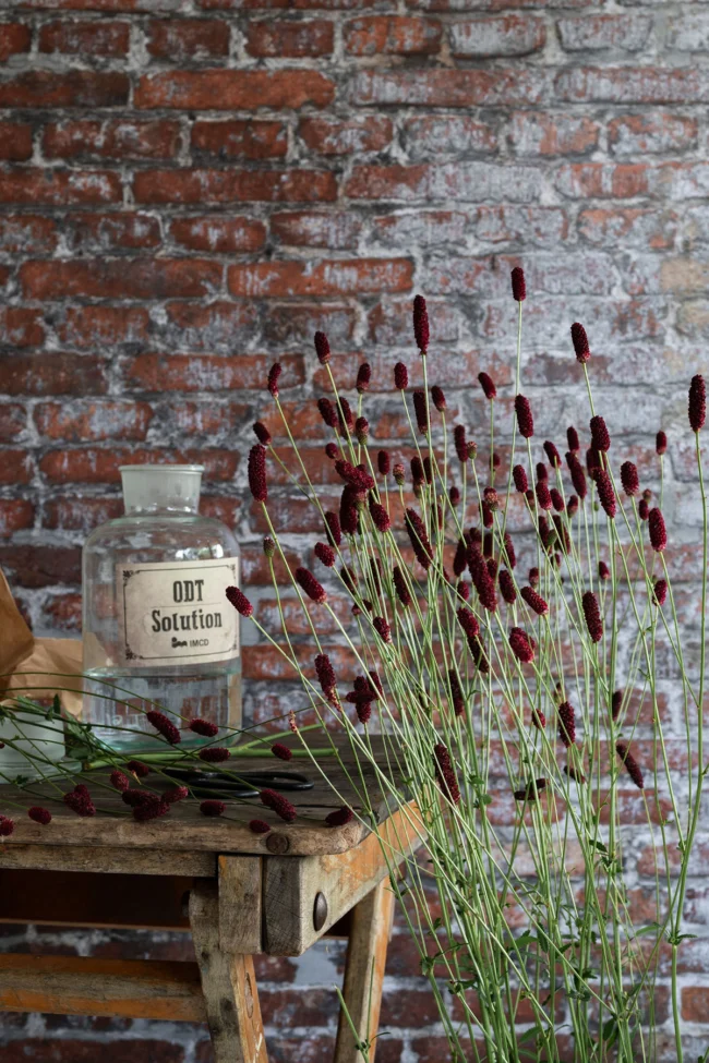 Red bricks printed background to use as a wall in your photoshoot